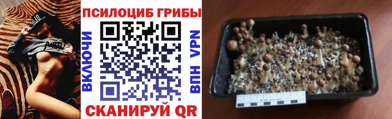 Псилоцибиновые грибы Psilocybe  магазин    Шагонар 